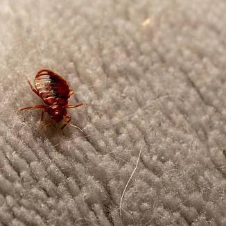 Bed Bugs East London