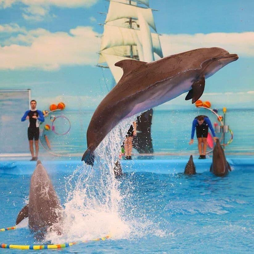 Dolphinshow Phuket