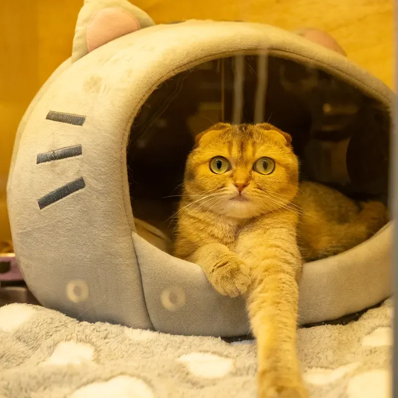 Pawstreet Uae
